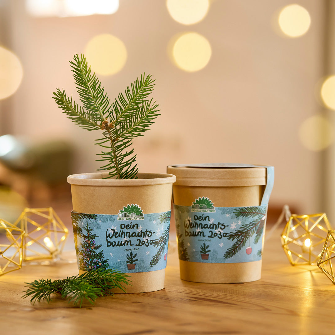 Christmas tree from the cup