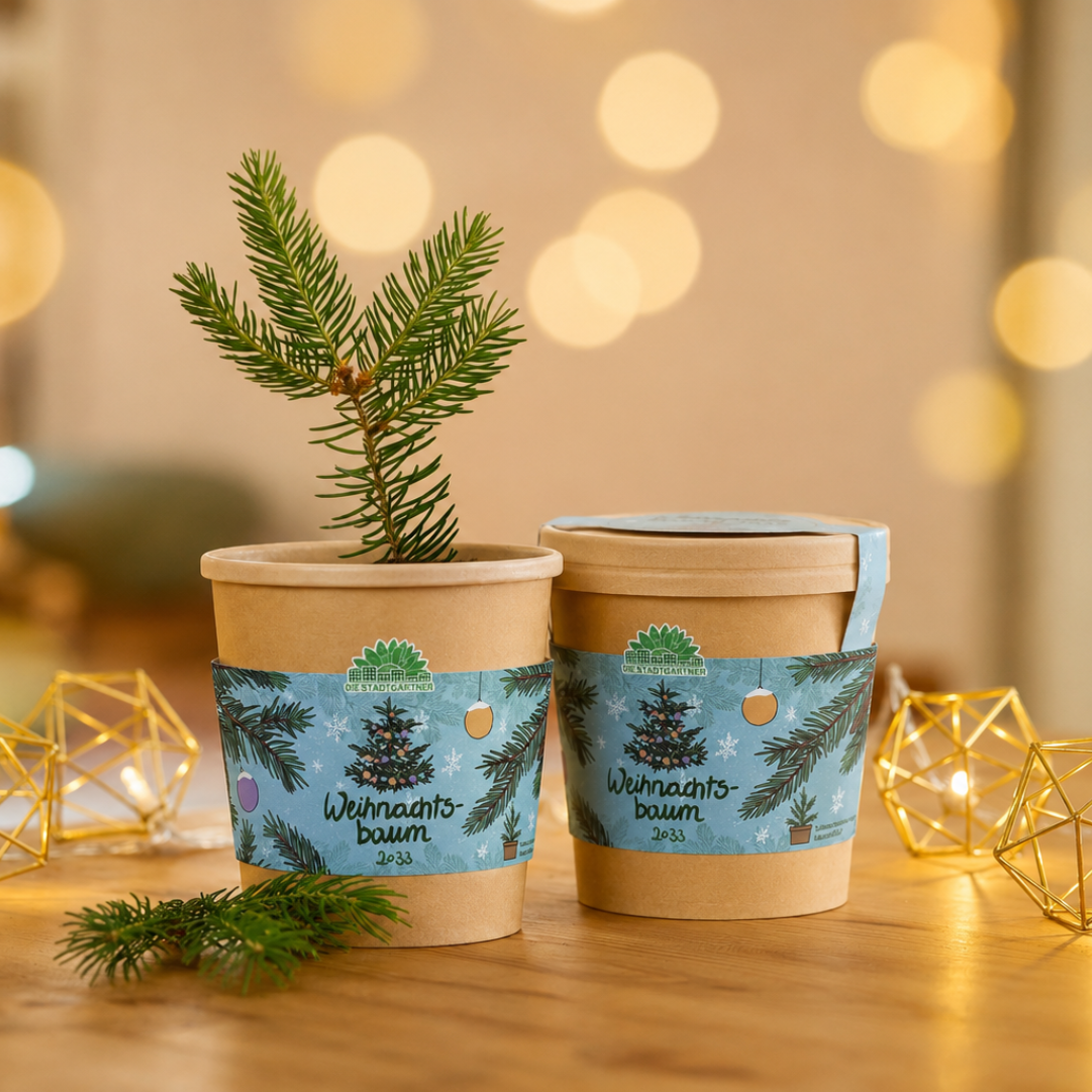 Christmas tree from the cup